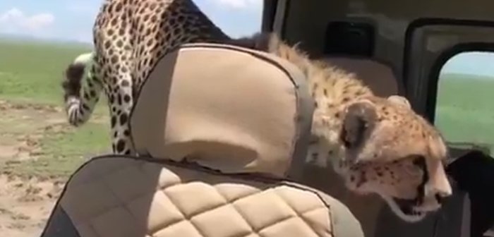 cheetaheye