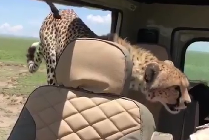 【動画】あなたならどうする？ 野生のチーターが突然、車の後部座席に…!?
