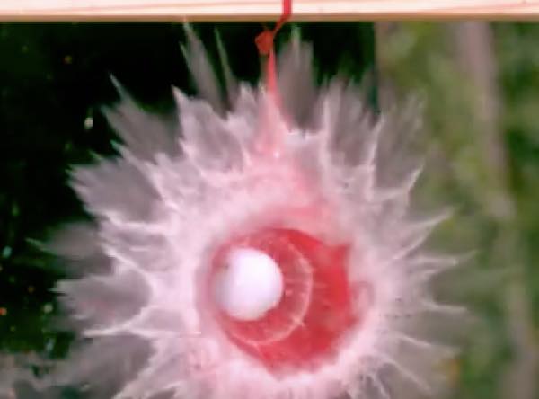 出典：YouTube（Legendary Shots）