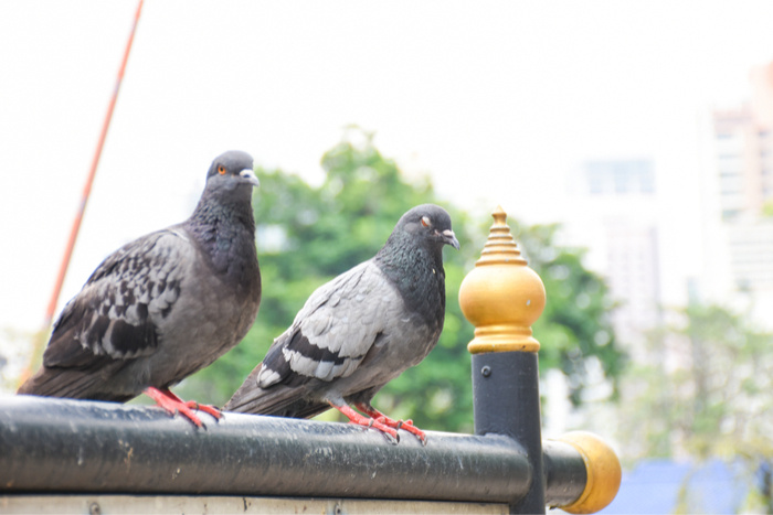 人間も見習いたい？ 「ハトにエサを与えないで！」のポスターが意識高すぎると話題