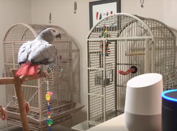 出典:YouTube(PetraGrey)