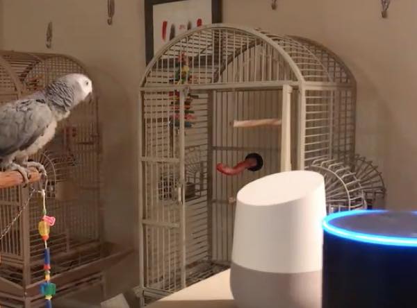 出典:YouTube(PetraGrey)