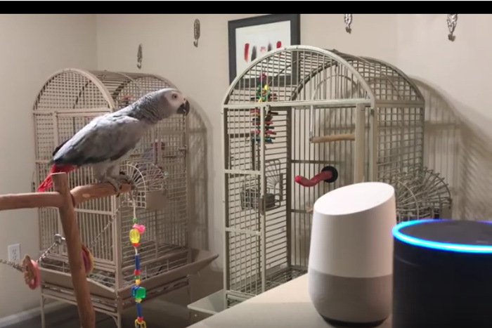 ペットが家電を自在に操る！ ヨウムとスマートスピーカーの掛け合いがすごい