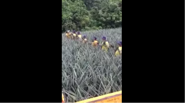 出典：YouTube（ViralHog）