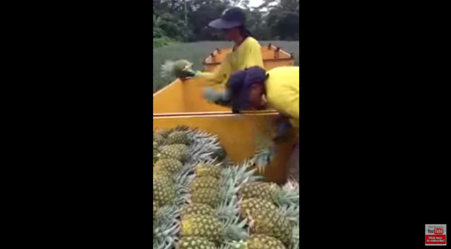 出典：YouTube（ViralHog）