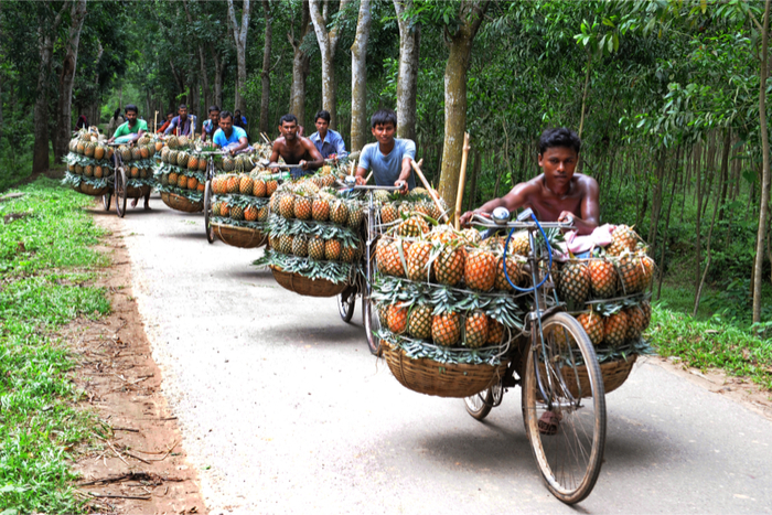 驚異のチームワーク。パイナップルの収穫風景が見てて飽きないと話題！