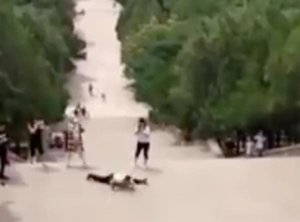  出典：YouTube（People’s Daily, China 人民日报）