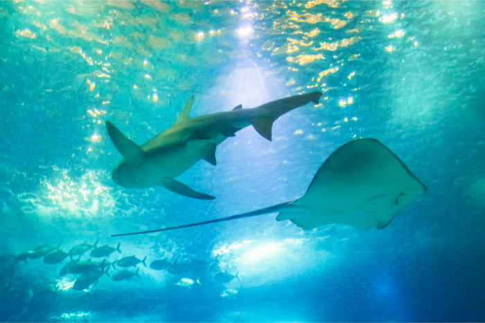学校のプールにサメが！ 廃校を使った高知県の水族館がロマンあふれると大人気♪