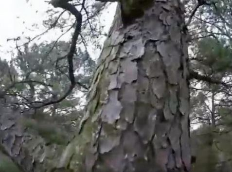 出典：YouTube（Jonathan Hill）