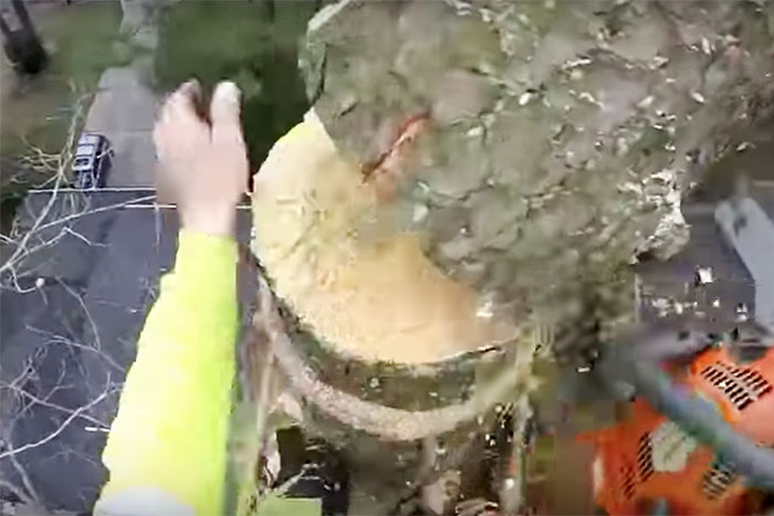 怖いけど見ちゃう。30m超えの木に登って上から切り落とす主観動画が人気！