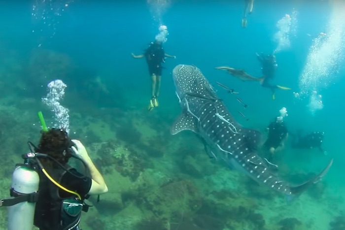 サメと楽しくダイビング…!? 大きなジンベイザメと一緒に泳ぐ動画が話題！