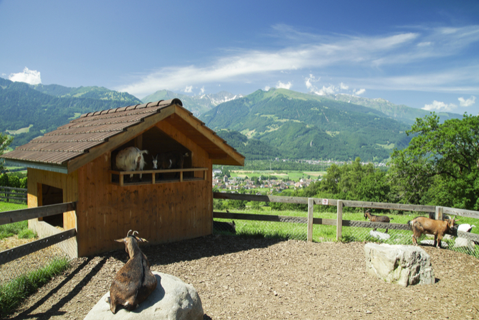 これ誰…!? 海外版「アルプスの少女ハイジ」の野生感が強くてもはや別人！