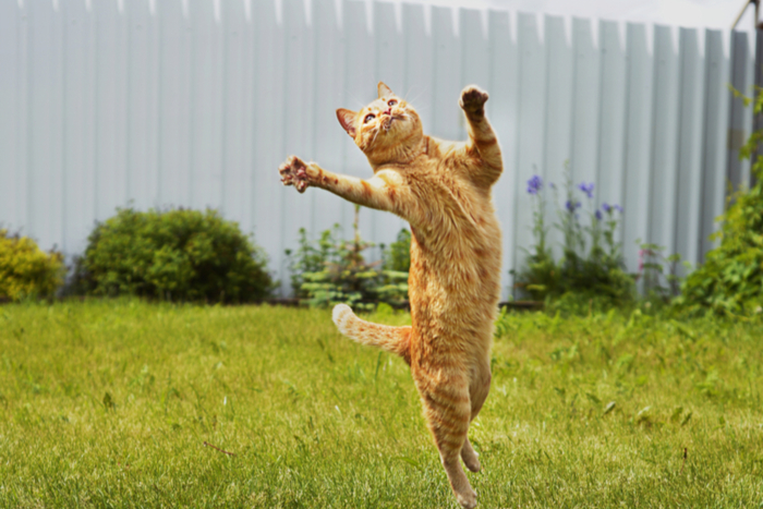 飼い主がこっそり覗き見。猫を預かった獣医さんの心温まる対応が素敵すぎる