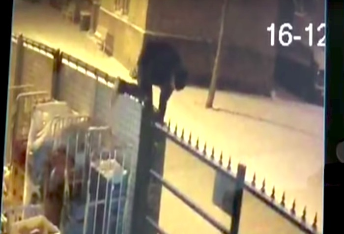 間抜けすぎる…ビールを盗んだ泥棒が急いで逃げる途中、宙づり状態に!?