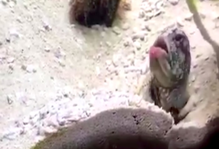 やられたらやり返す。ムキになってお互いに砂を掛け合う魚のケンカが勃発！