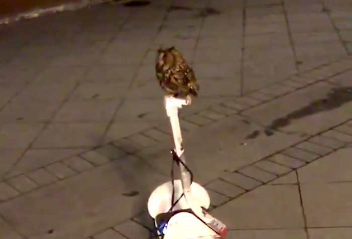 人間じゃない!? ロシアでセグウェイを乗りこなす謎の生き物の正体とは…？