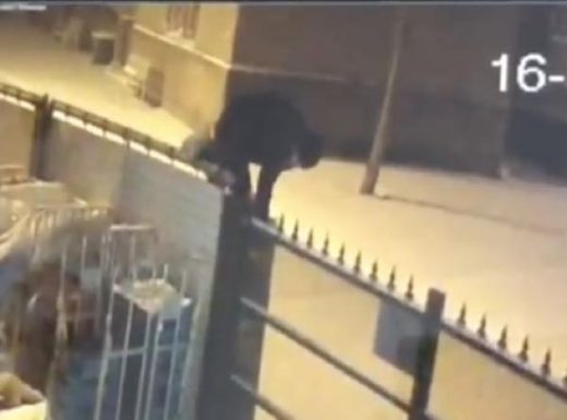 出典：YouTube（Caters Clips）