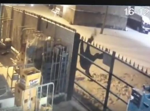 出典：YouTube（Caters Clips）