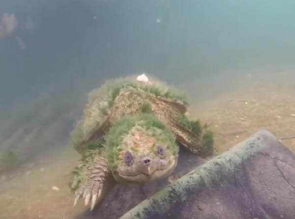 出典:YouTube(ViralHog)