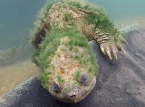 出典:YouTube(ViralHog)