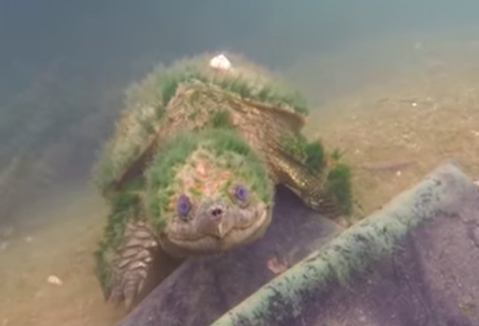 リアル亀仙人？アメリカのテキサス州で長老のような「川の主」が発見された