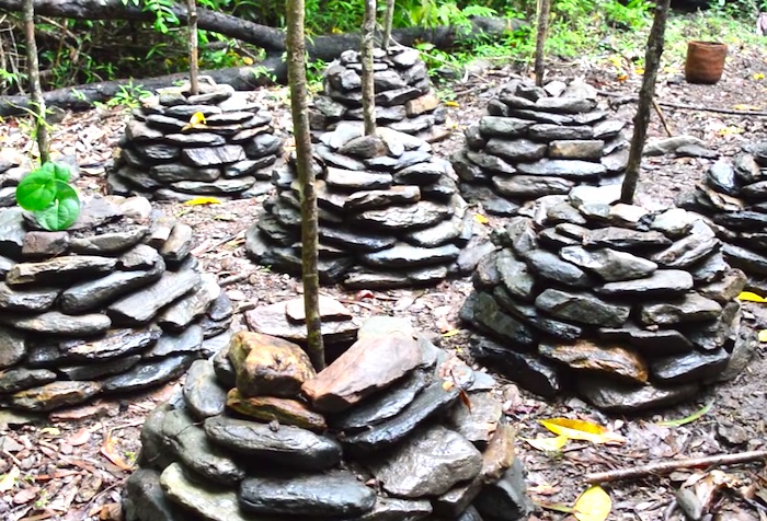 自然を生き抜く。原始生活で外敵から「ヤムイモ畑」を守るため方法とは？