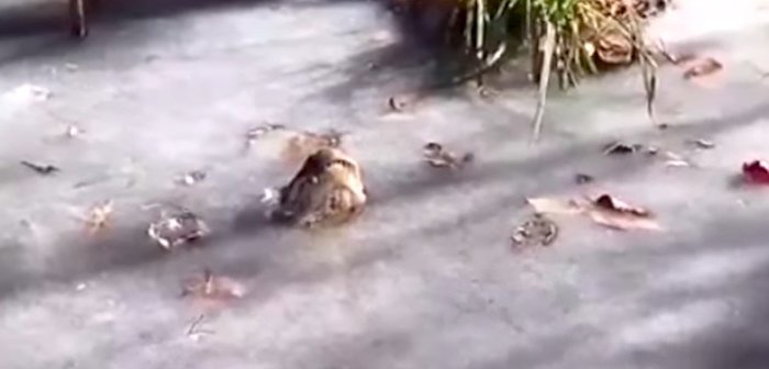 190212.alligator_eye