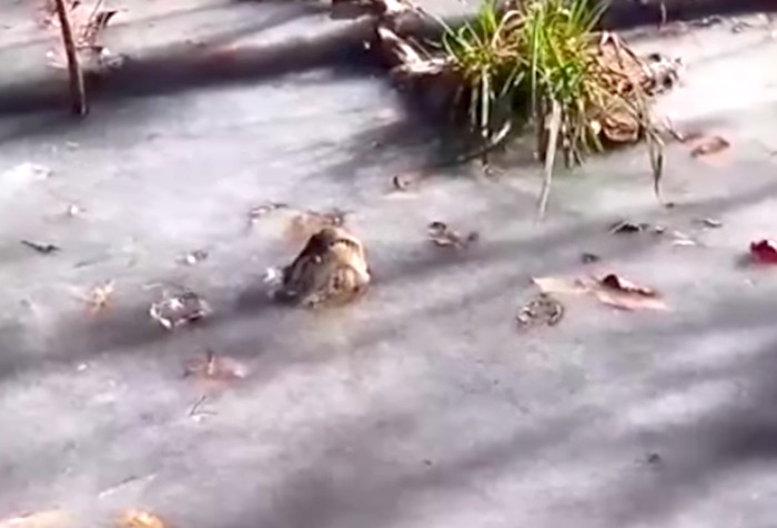 寒い土地に住むワニの一風変わった「珍・冬眠スタイル」が目撃される！