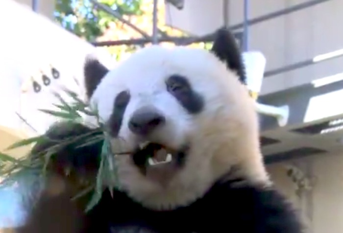 上野動物園で大人気のパンダ「シャンシャン」の食事中に悲劇が起こった!?