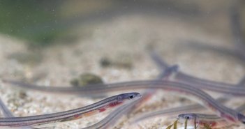 shutterstock_1729091914