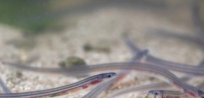 ウナギ稚魚 和牛遺伝子 不正持ち出し で日本の財産が失われている マネーボイス