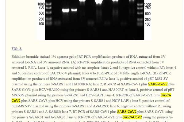 出典：RNase-Resistant Virus-Like Particles Containing Long Chimeric RNA Sequences Produced by Two-Plasmid Coexpression System（2008年5月）