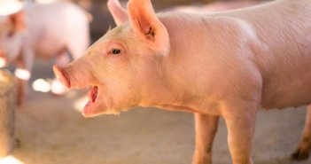 shutterstock_1009757008