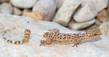 shutterstock_175415168