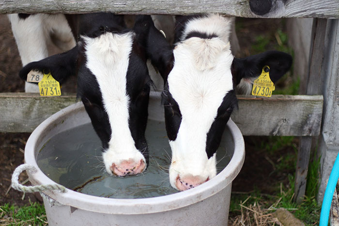 牛を殺せば助成金…政府に振り回される酪農家たち。過去最悪レベルの「牛乳ショック」で毎日生乳廃棄へ＝原彰宏