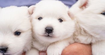 shutterstock_1982462903