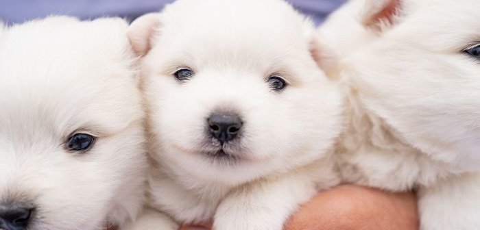 shutterstock_1982462903