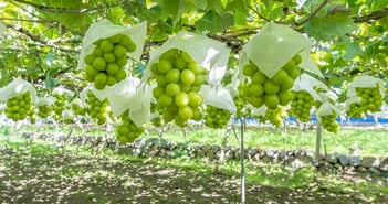 shutterstock_2073245855