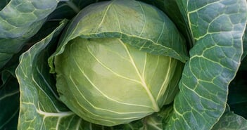 shutterstock_2083550848