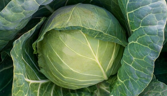 shutterstock_2083550848