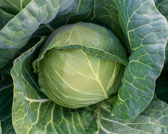 昨年のコメに続く“キャベツ騒動”各地で盗難事件が続出する同様の流れに。価格の高止まりは5月ごろまで続くとの悲観的観測も