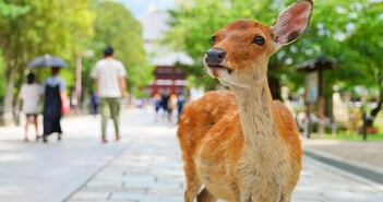 shutterstock_2211643929