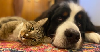 新規上場「犬猫生活」は買いか？前澤ファンド出資ペットD2Cの成長性とリスクを解説＝遠藤悠市