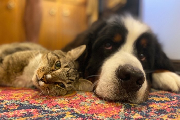 新規上場「犬猫生活」は買いか？前澤ファンド出資ペットD2Cの成長性とリスクを解説＝遠藤悠市