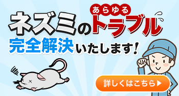 ネズミのトラブルを完全解決！専門家が駆除・再発防止を一貫対応