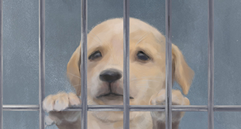 あなたの30秒が犬の命を救う！無料でできる支援にご協力ください。