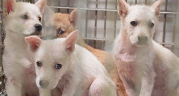 あなたの30秒が犬の命を救う！無料でできる支援にご協力ください。