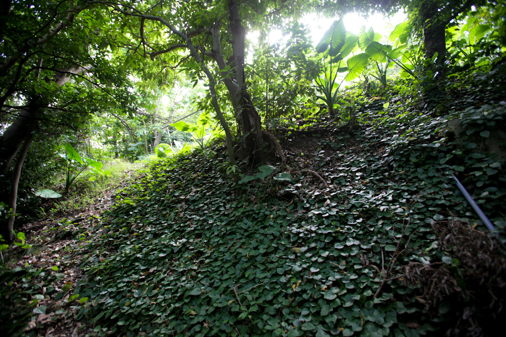 ヌールガー近くの森