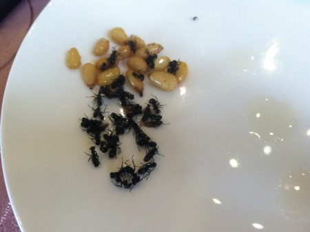 o0800059813353262263