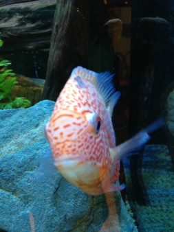 weird2015-07-18_22-45-09-org